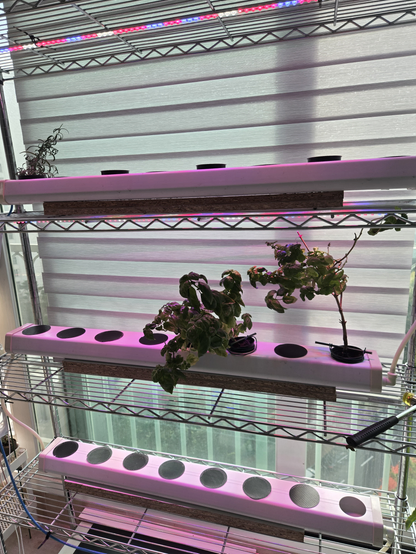 베란다에 철재 랙에 3층으로 관이 있고 식물이 꽂혀있다. 빨강, 파랑의 식물등이 켜져있어서 보라색 빛이 비추고 있다